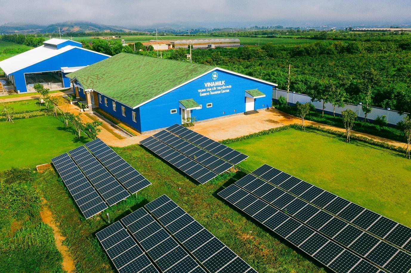 Tại trung tâm cấy truyền phôi trong khu trang trại sản xuất sữa của Vinamilk