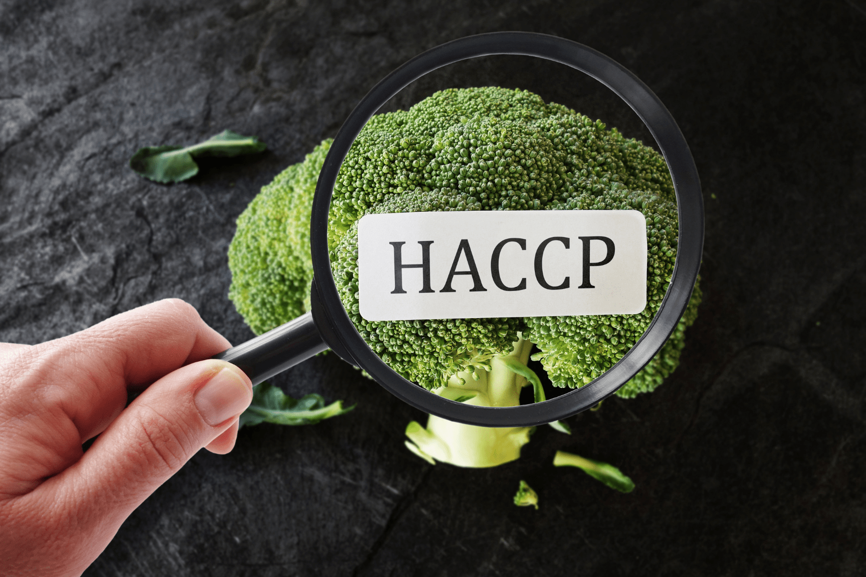 Bông cải xanh được soi bằng kính lúp có hiện chữ HACCP.