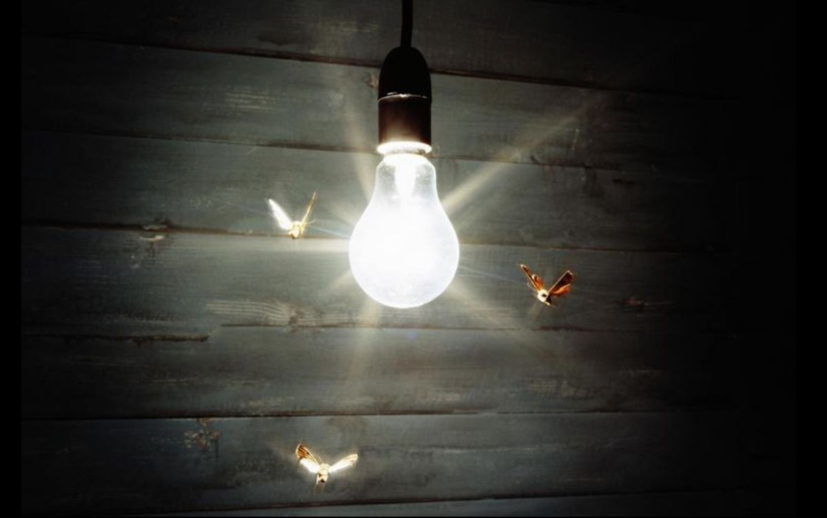 Đèn phát ra ánh sáng uv thu hút côn trùng